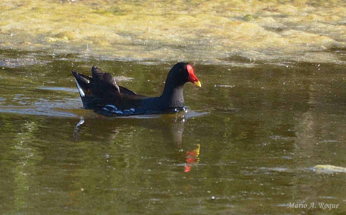 Gallinule poule-d'eau - ML634716928