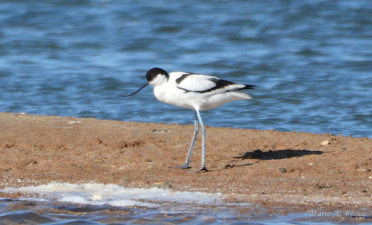 Avocette élégante - ML634716951