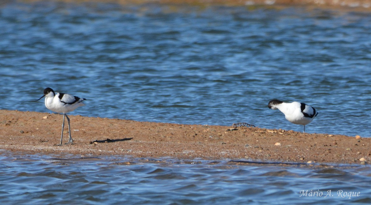 Avocette élégante - ML634716952