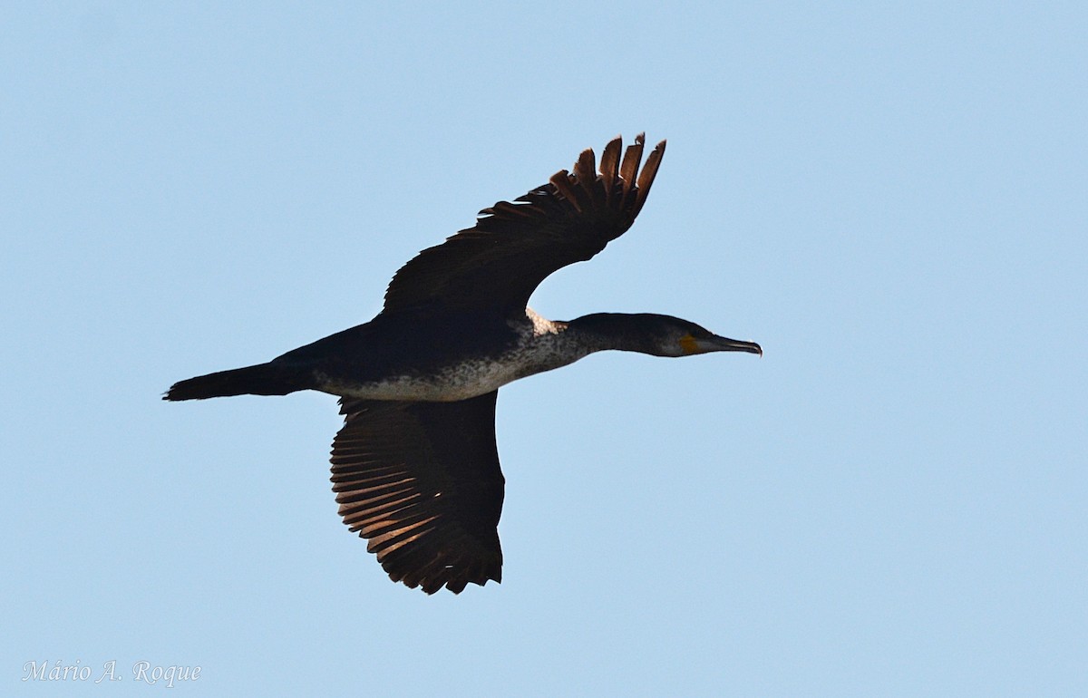 Grand Cormoran - ML634717038