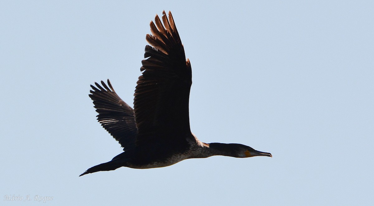 Grand Cormoran - ML634717039