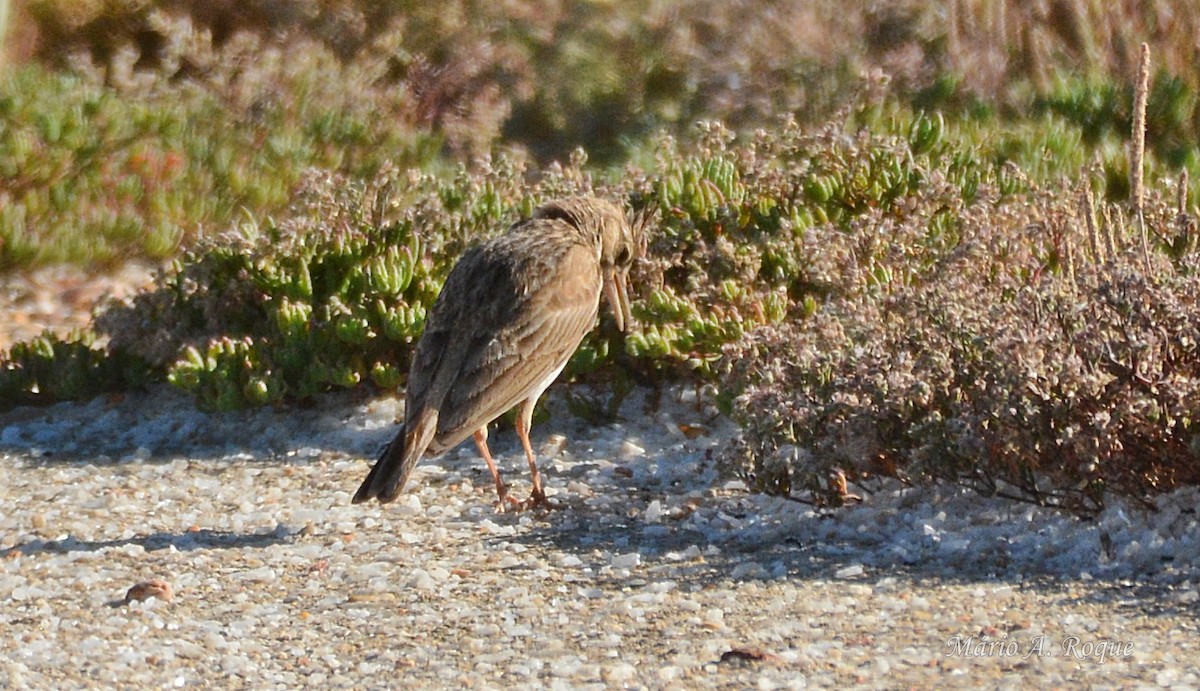 Cochevis huppé - ML634717091