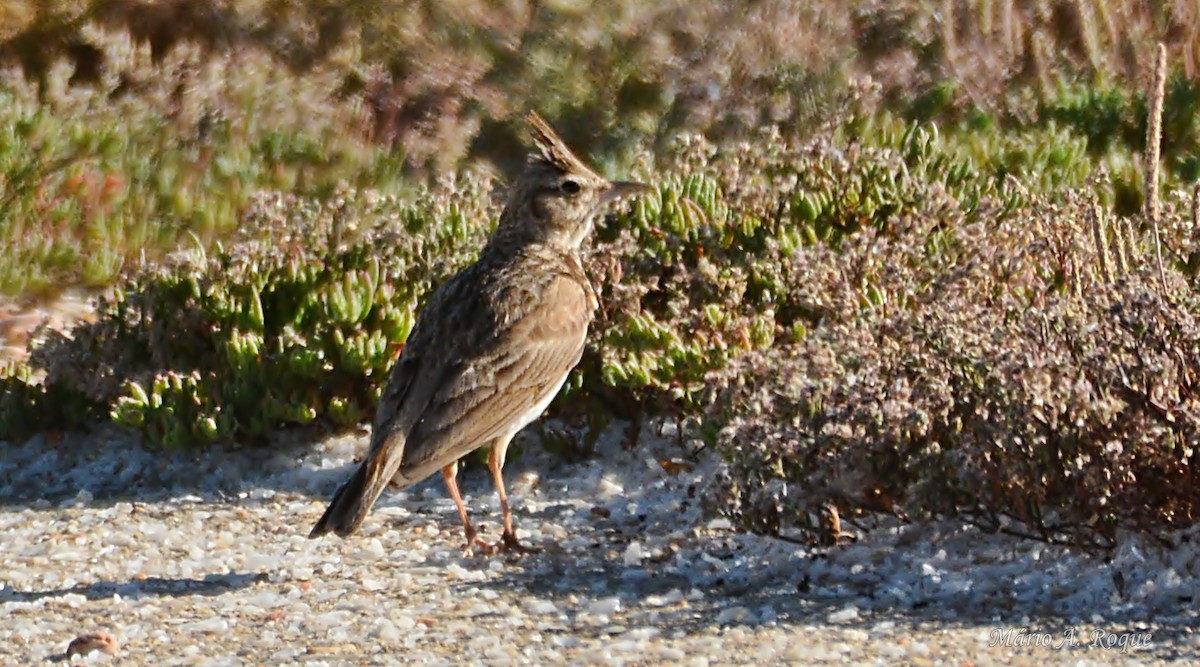 Cochevis huppé - ML634717092