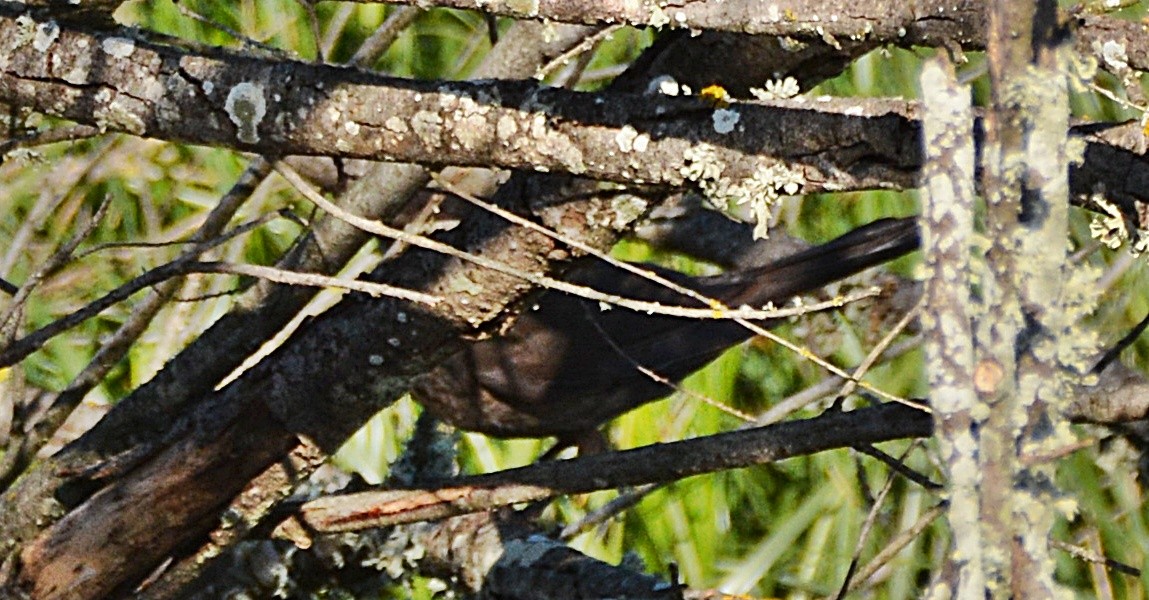 Merle noir - ML634717106