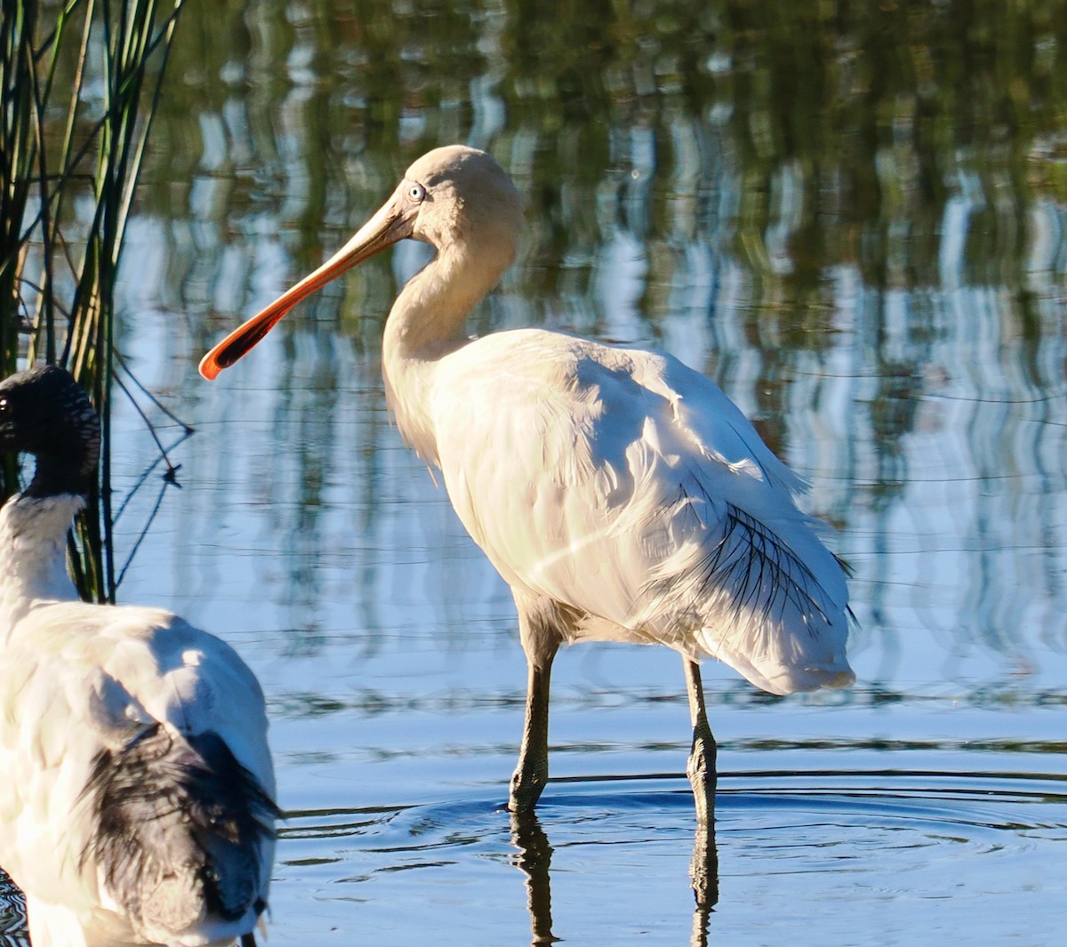 Yellow-billed Spoonbill - ML634717117