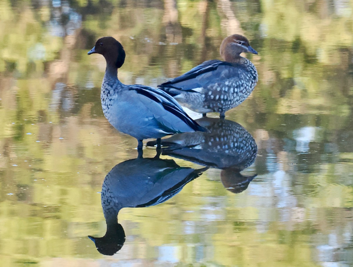 Maned Duck - ML634717176