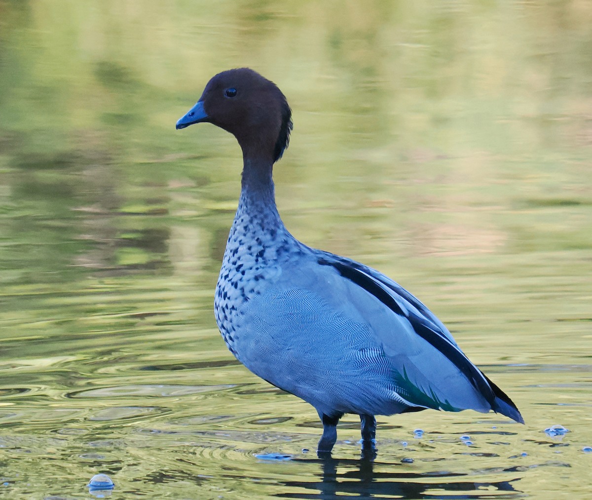 Maned Duck - ML634717177