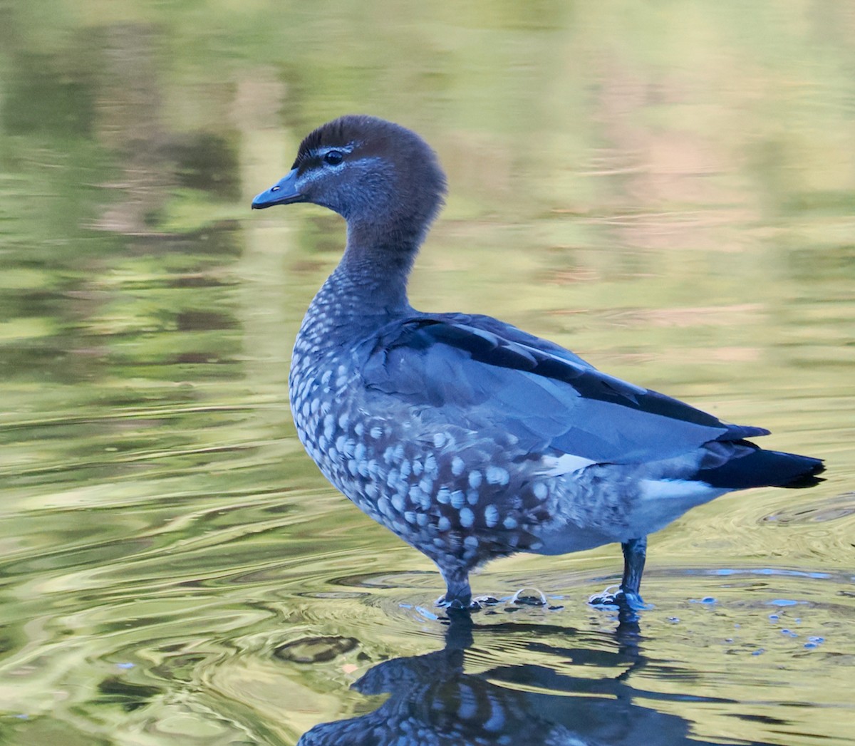Maned Duck - ML634717178