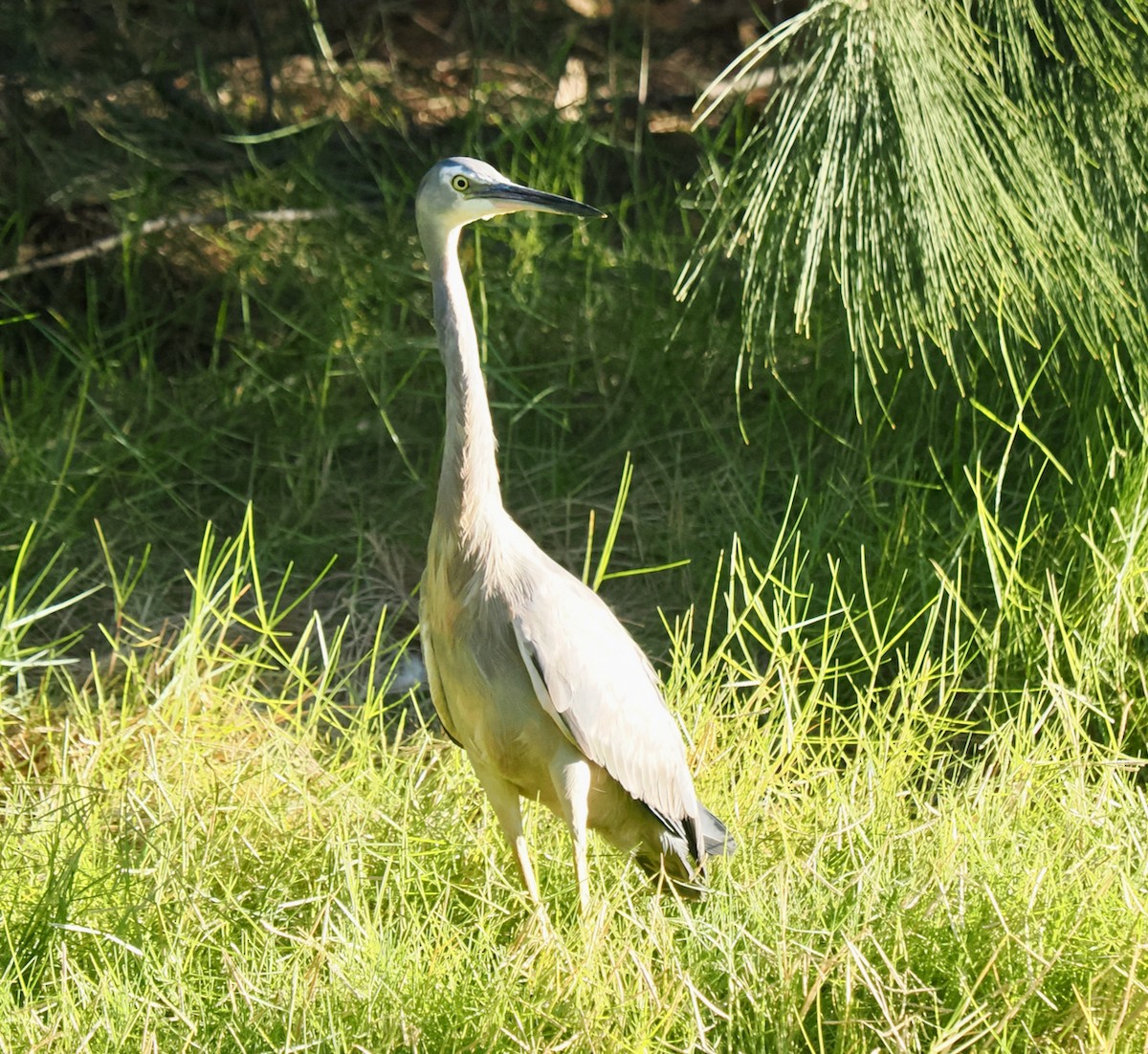 White-faced Heron - ML634717186