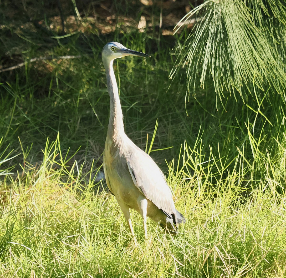 White-faced Heron - ML634717188