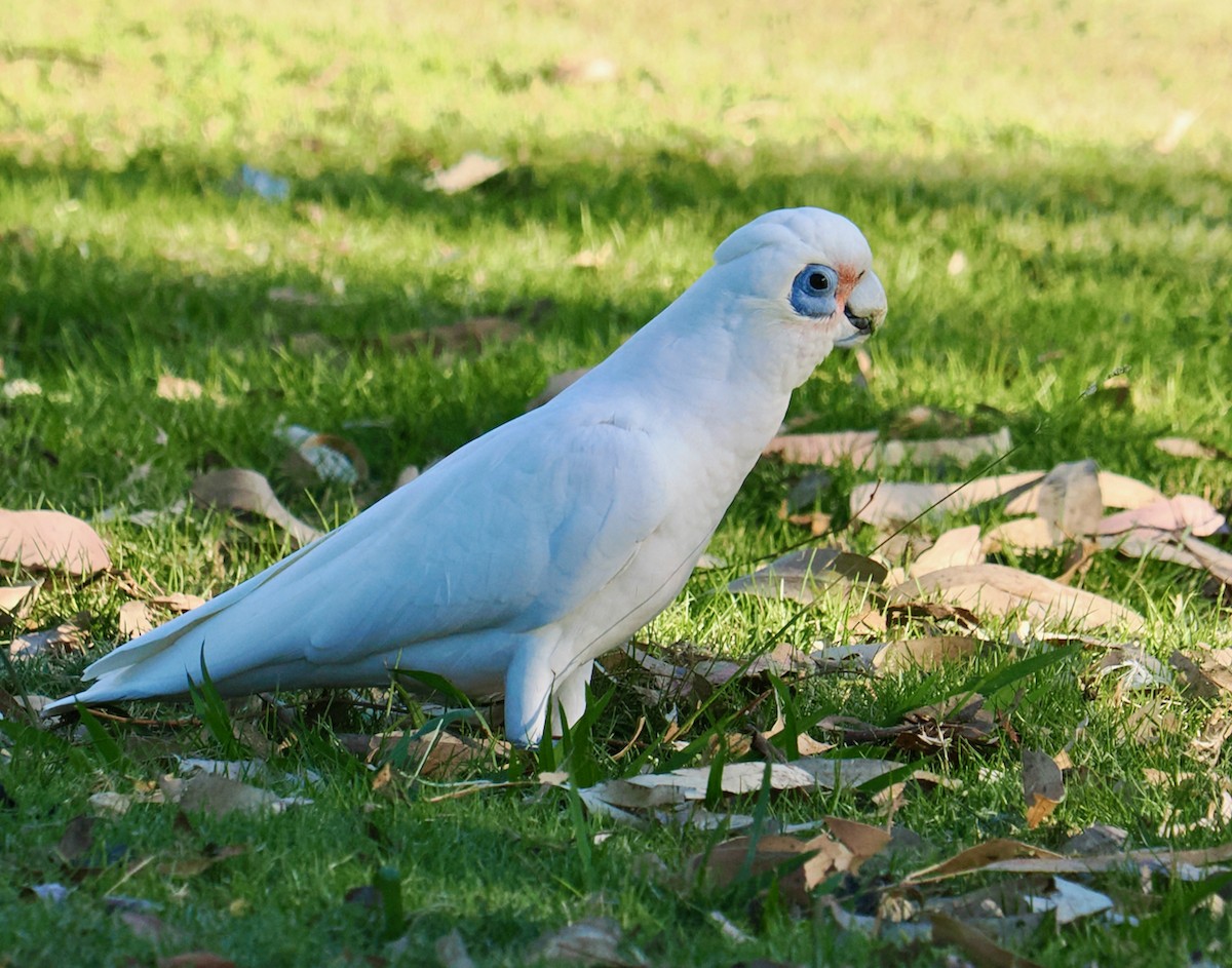 Little Corella - ML634717195