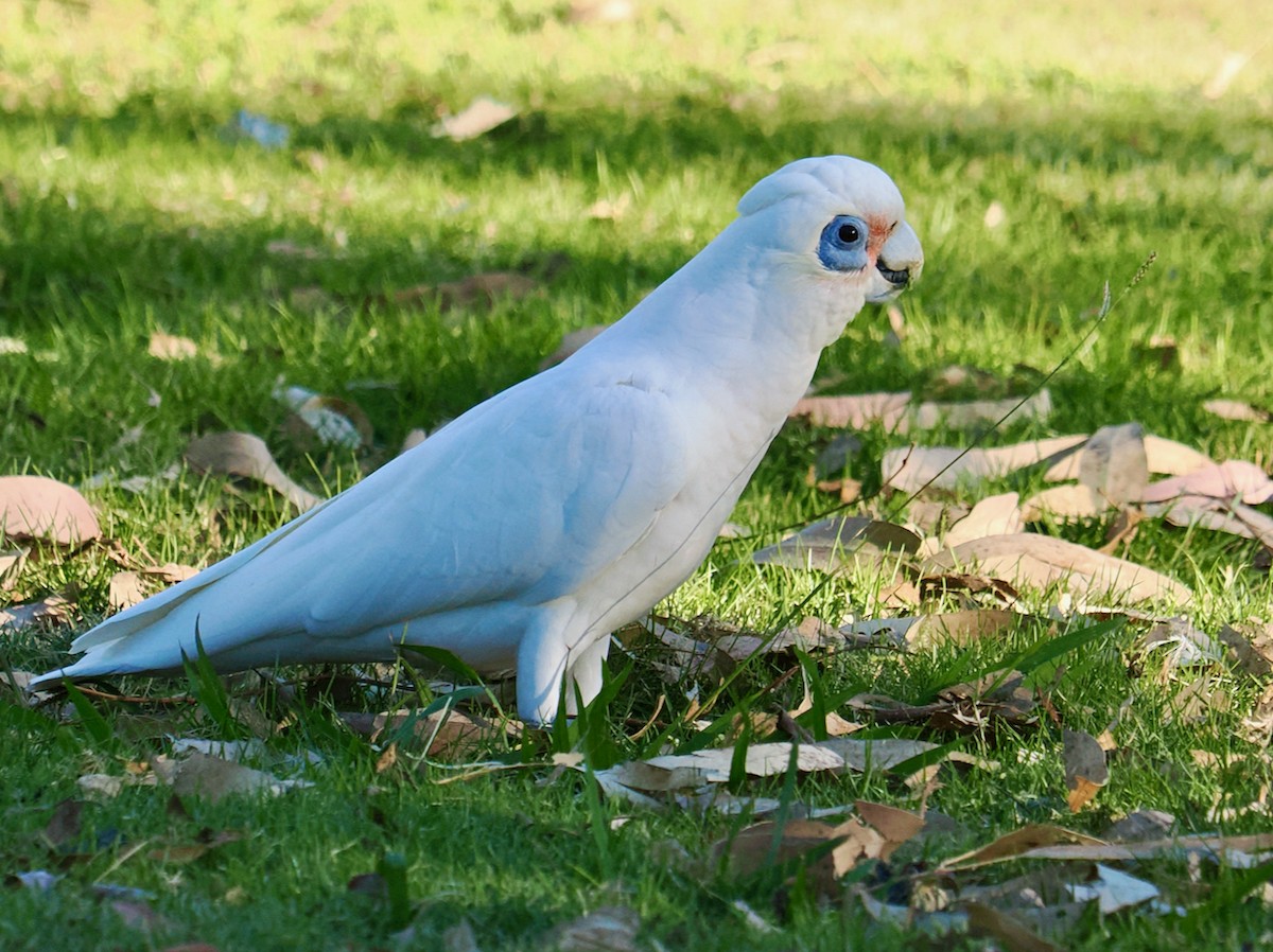 Little Corella - ML634717196