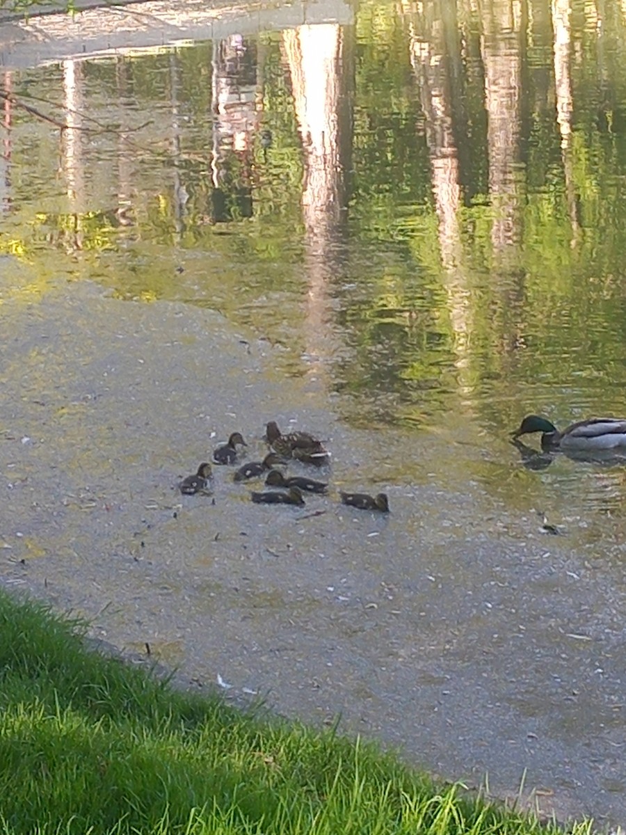 Mallard - ML634717200