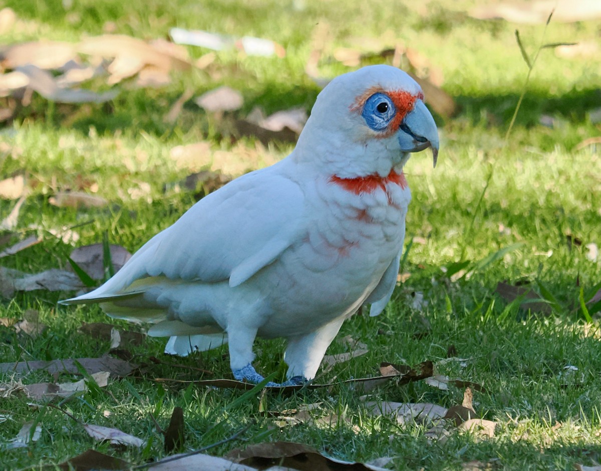Long-billed Corella - ML634717205