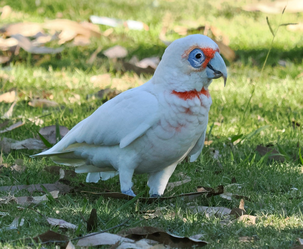 Long-billed Corella - ML634717206