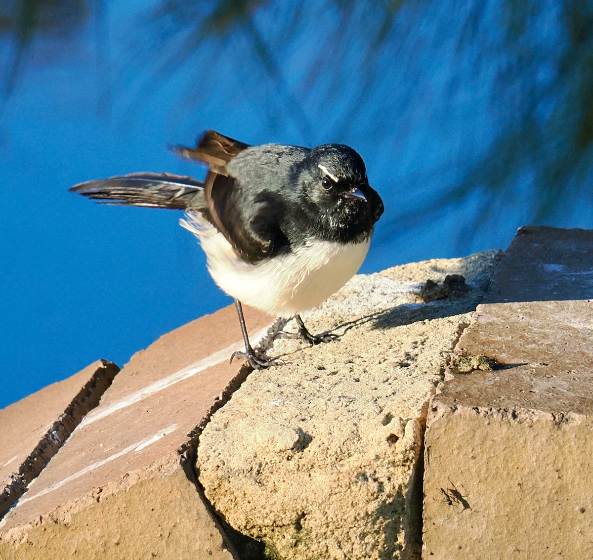 Willie-wagtail - ML634717215