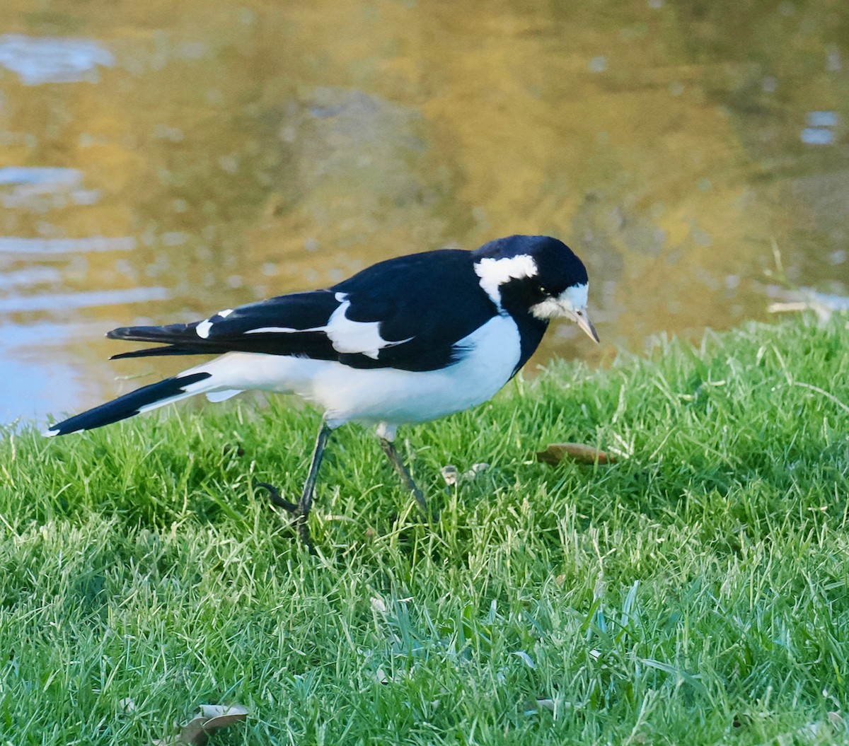 Magpie-lark - ML634717223