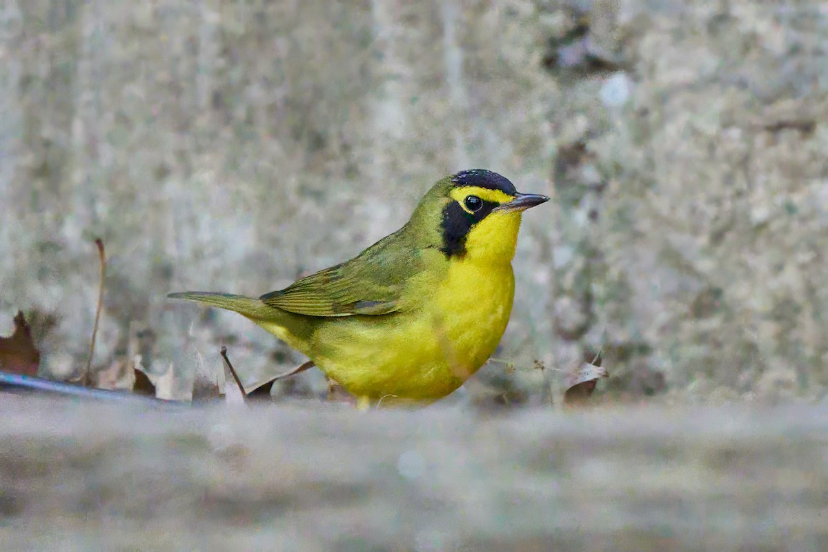 kentuckyparula - ML634717466