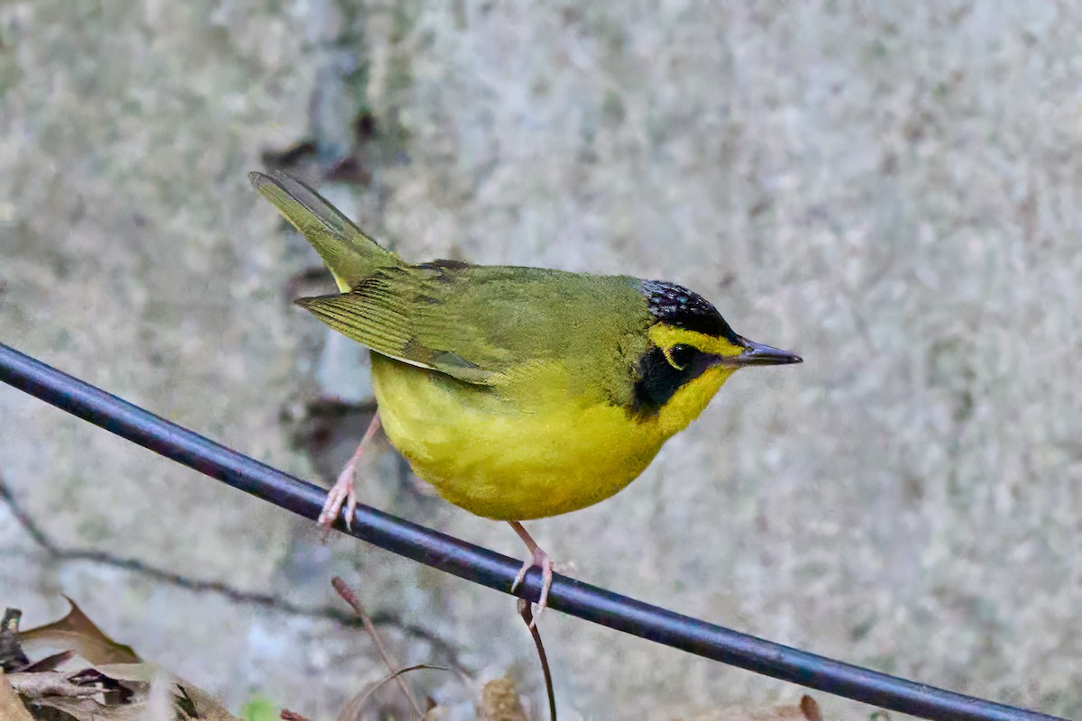 kentuckyparula - ML634717468