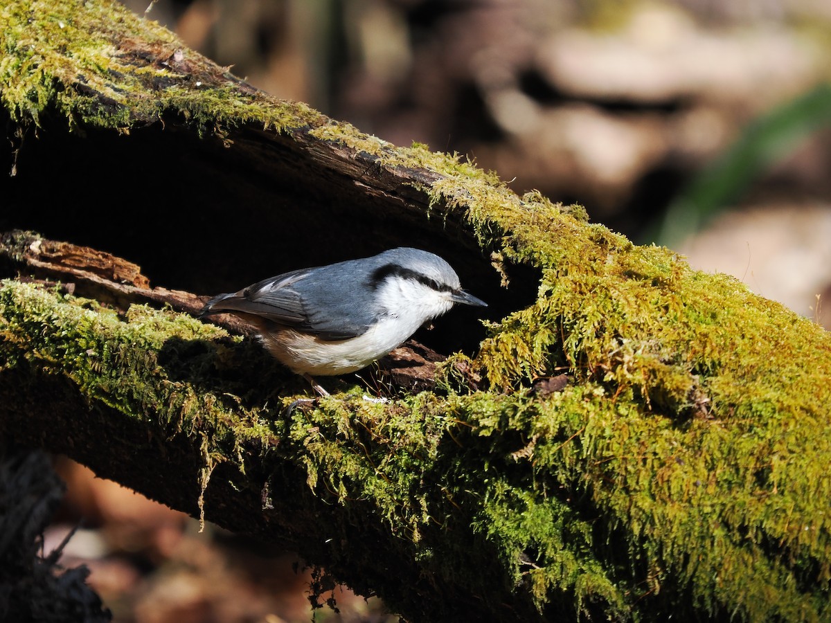 Garrapo eurasiarra - ML634717477
