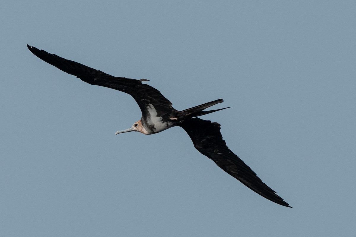 Christmas Island Frigatebird - ML634717481