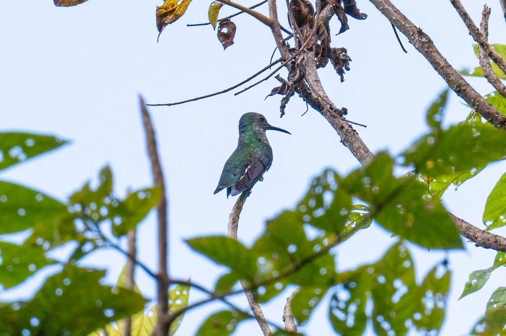 White-necked Jacobin - ML634717674