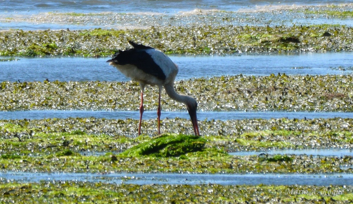 stork - ML634717699