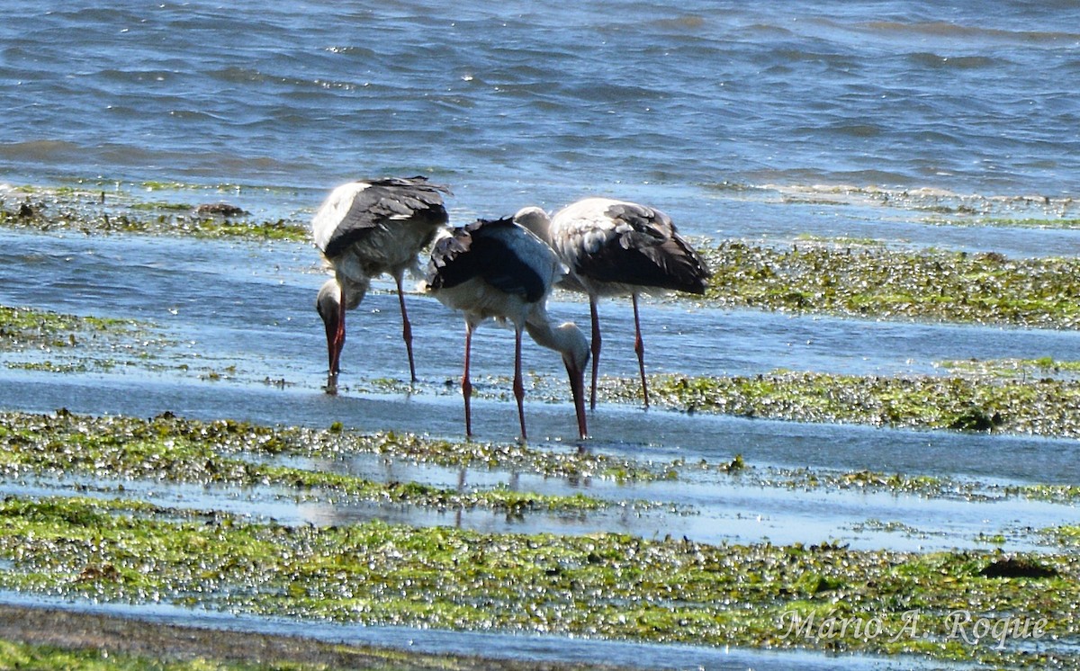 stork - ML634717700