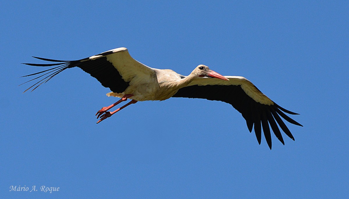 stork - ML634717701