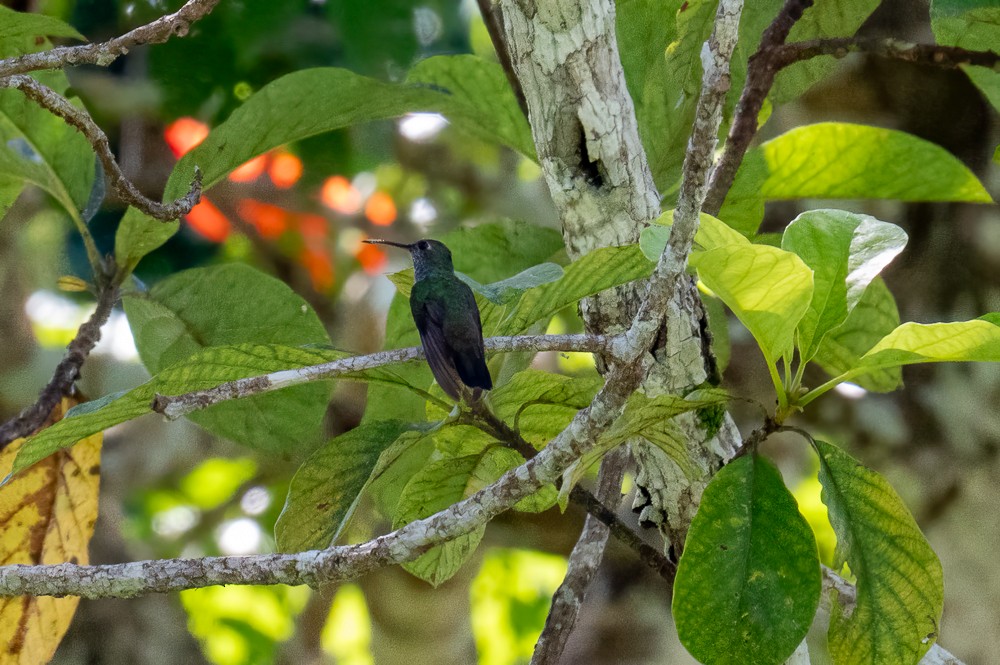 Gray-breasted Sabrewing - ML634717760