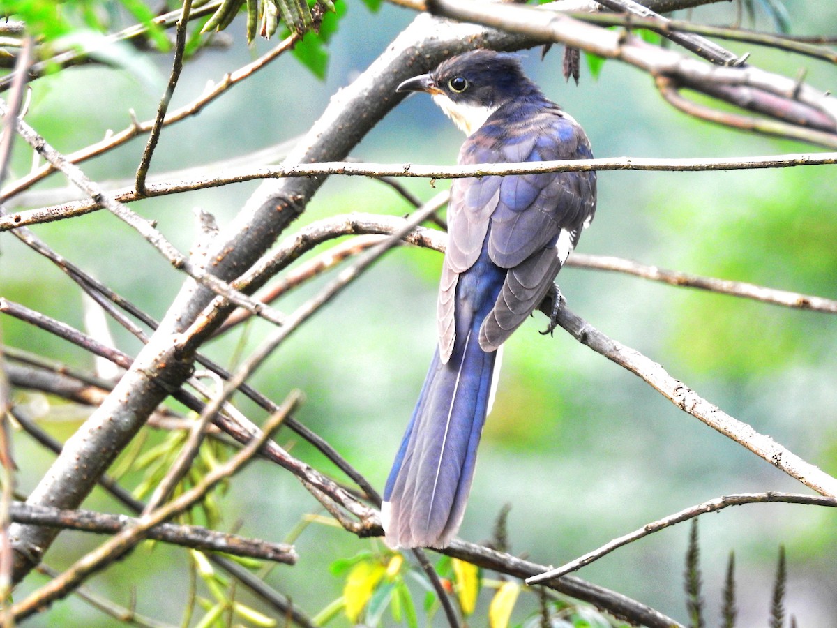 jakobinergjøk - ML634717781