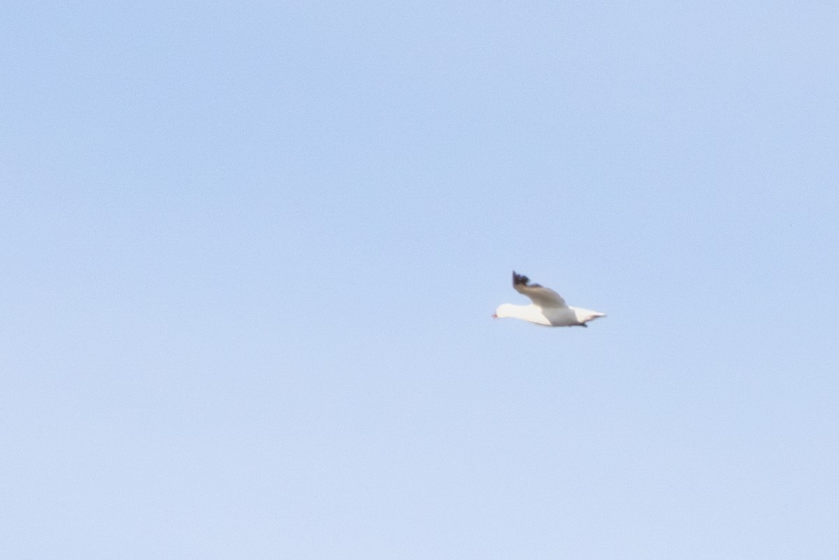 Snow/Ross's Goose - ML634717824