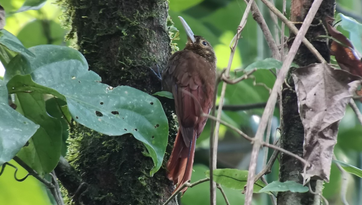 Spotted Woodcreeper - ML634717828