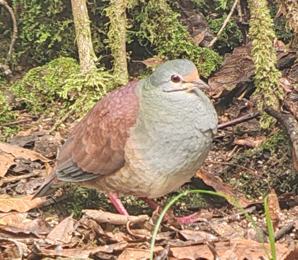 Buff-fronted Quail-Dove - ML634718000