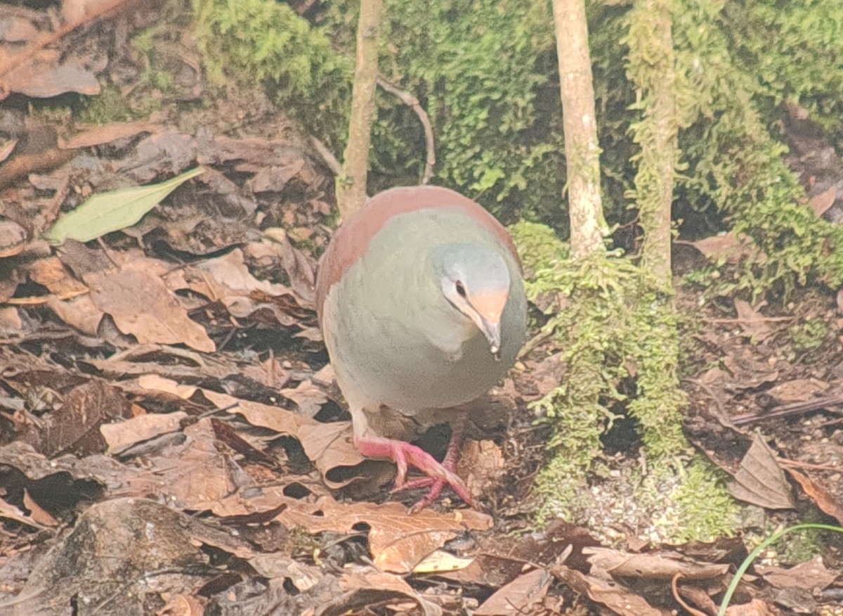 Buff-fronted Quail-Dove - ML634718001