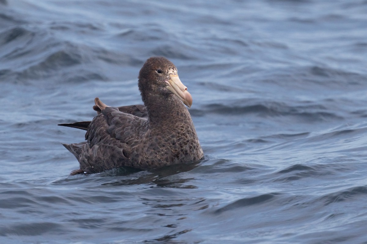 Northern Giant-Petrel - ML634718154