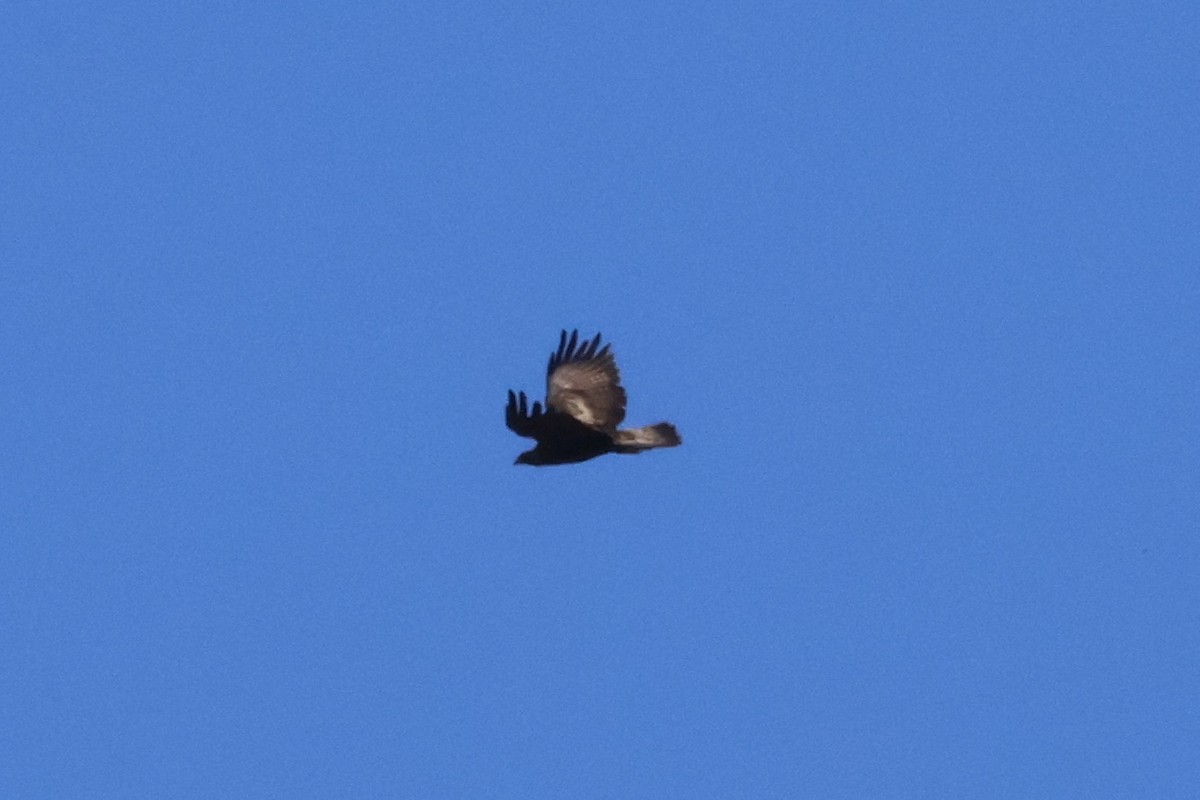 Golden Eagle - ML634718181