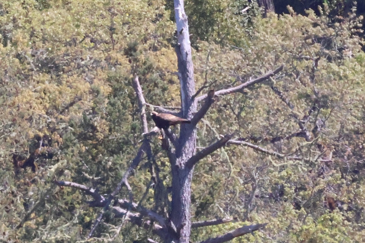 Golden Eagle - ML634718182