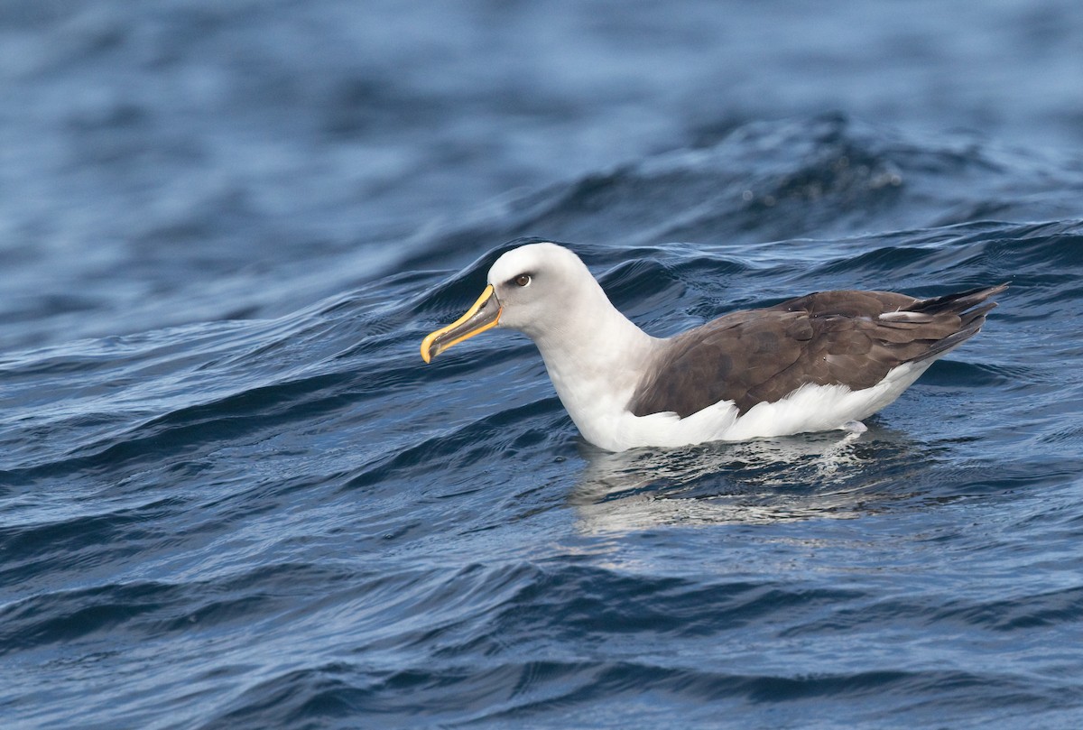 Buller's Albatross - ML634718193