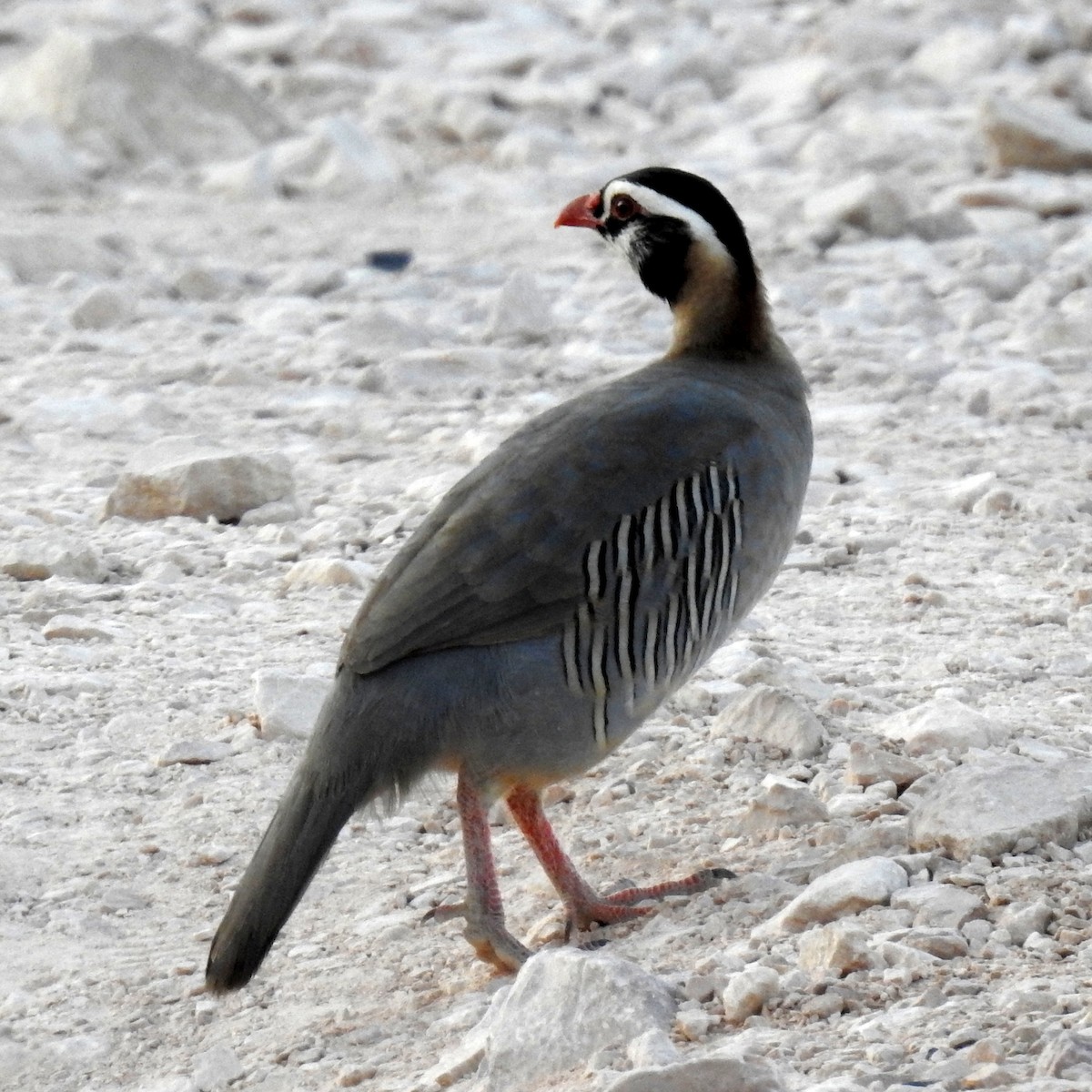 Arabian Partridge - ML634718199