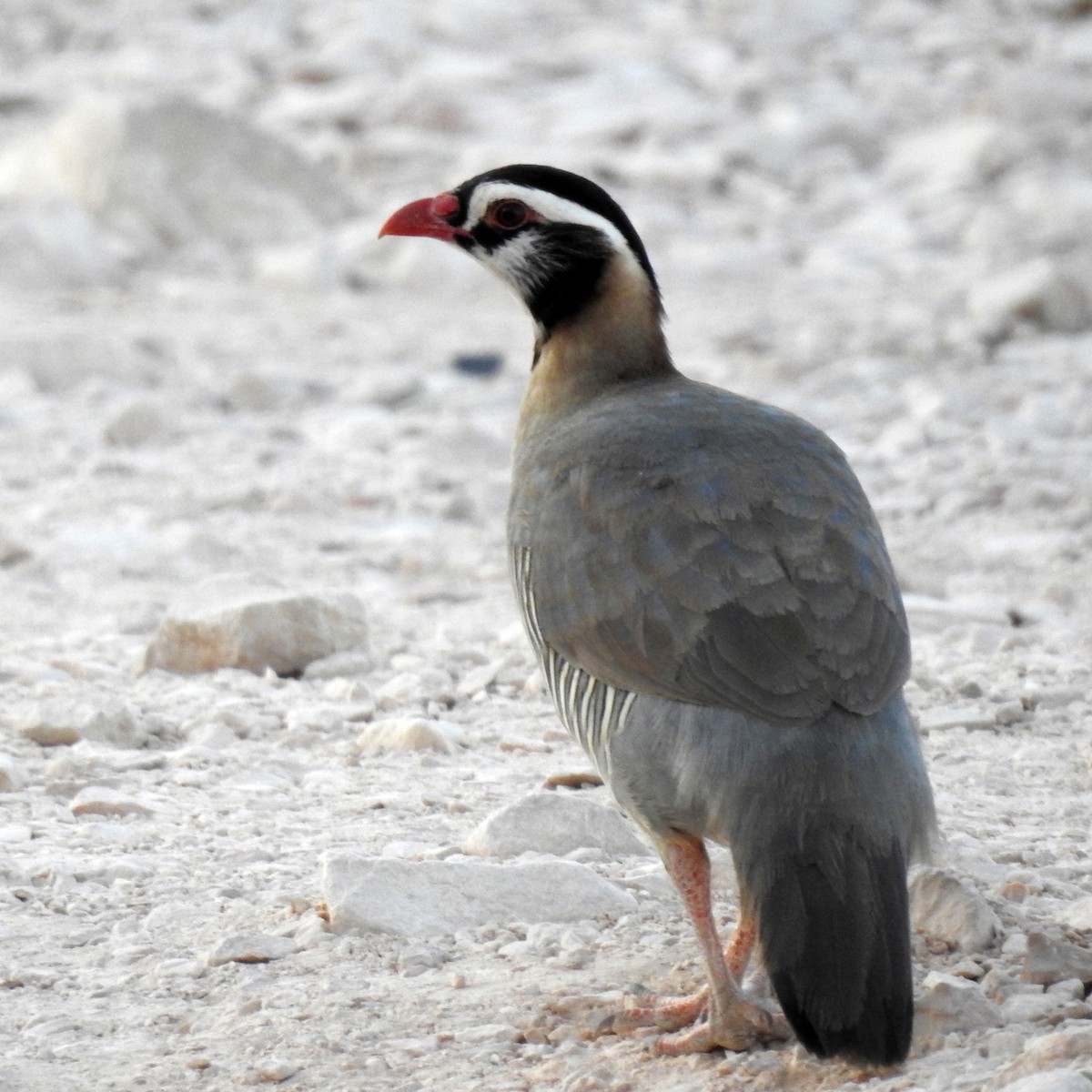 Arabian Partridge - ML634718200