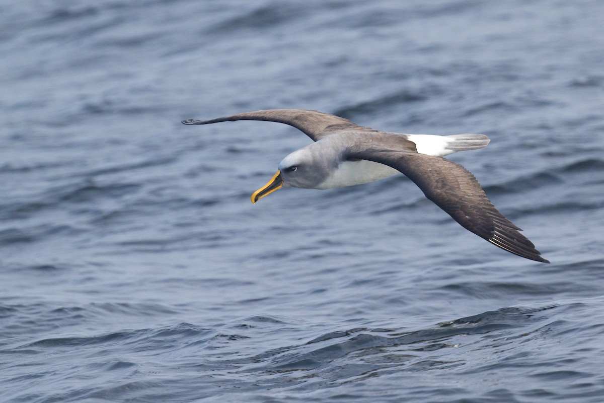 Buller's Albatross - ML634718201