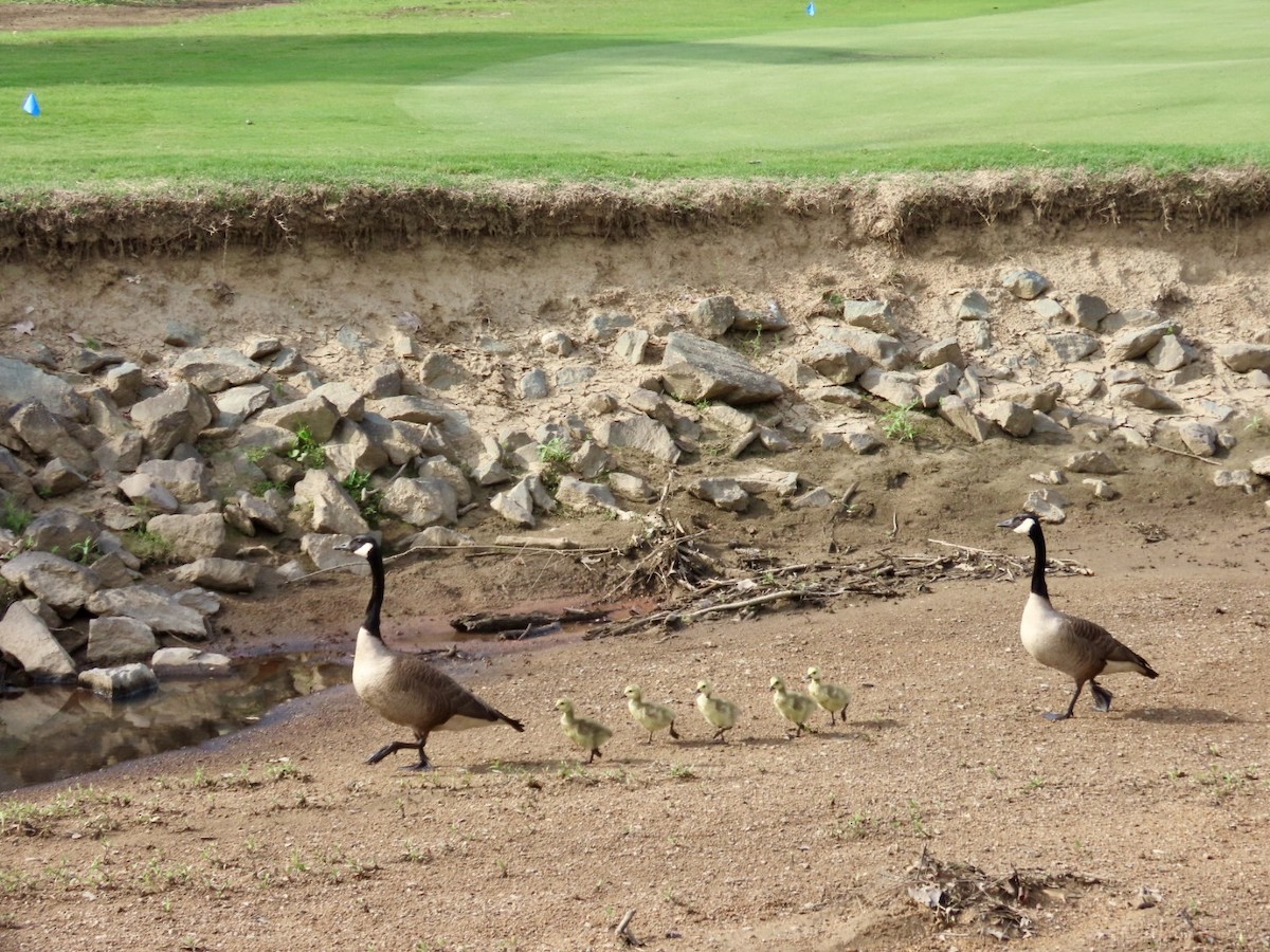 Canada Goose - ML634718257