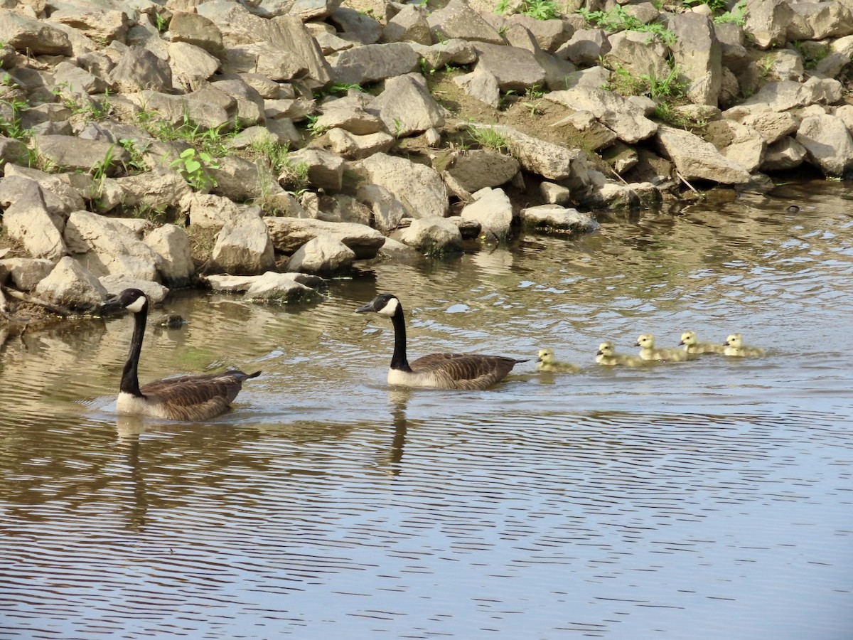 Canada Goose - ML634718258