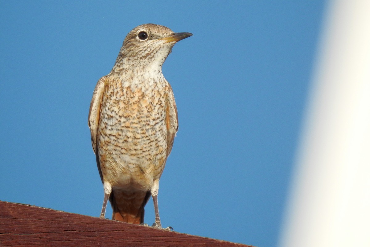 Rufous-tailed Rock-Thrush - ML634718291