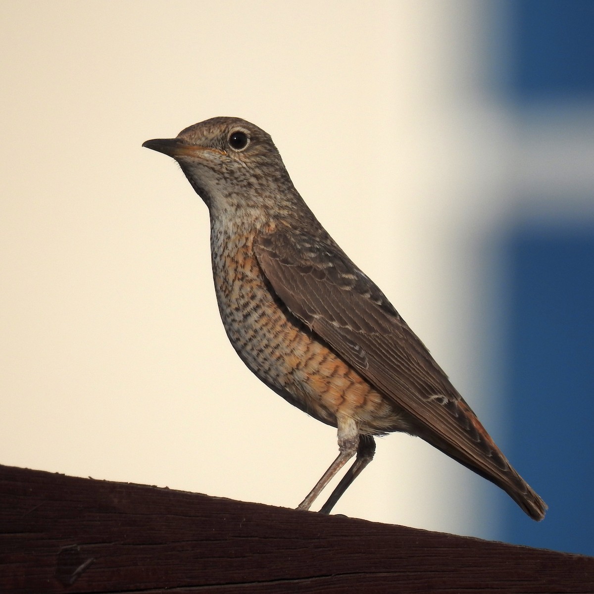 Rufous-tailed Rock-Thrush - ML634718292