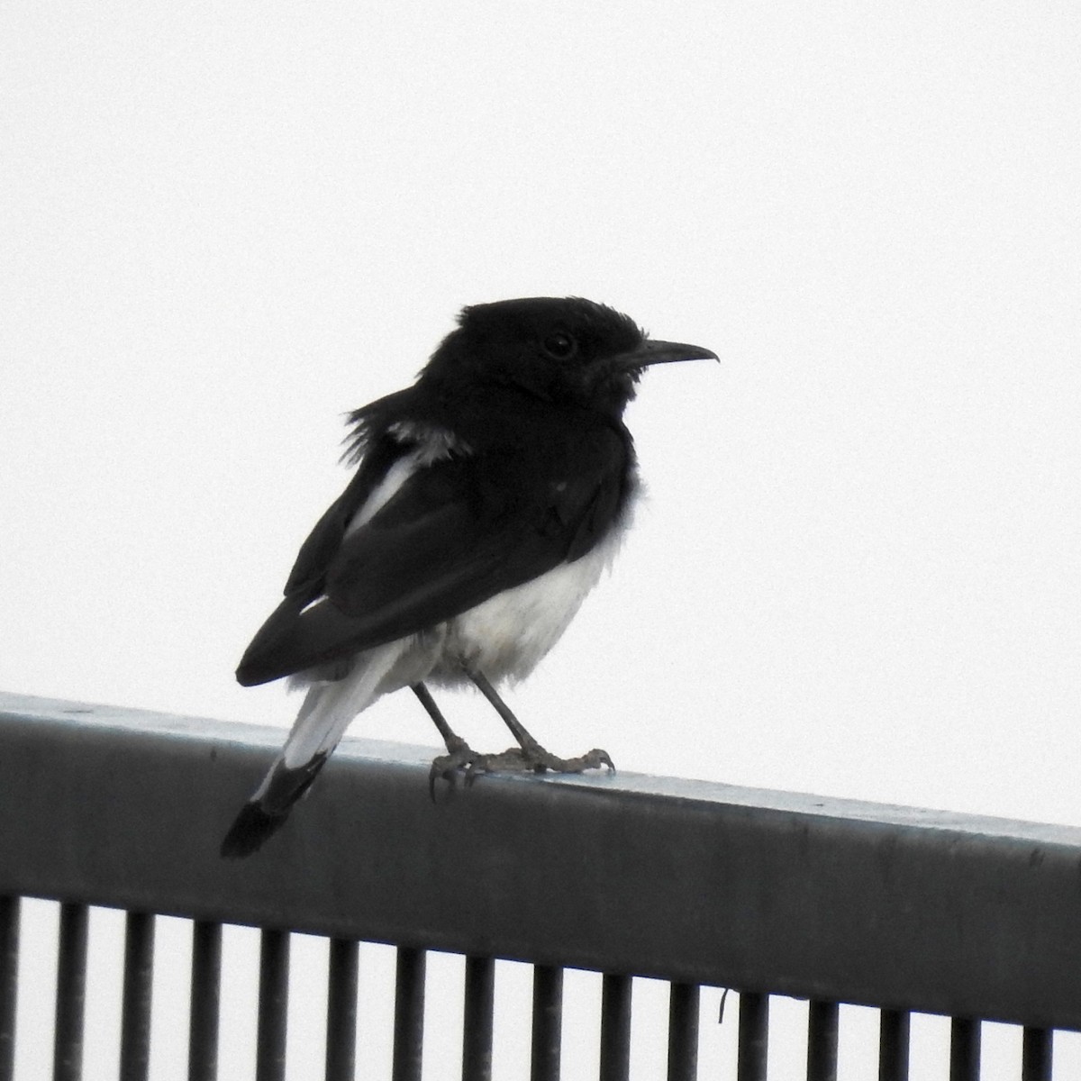 Hume's Wheatear - ML634718294