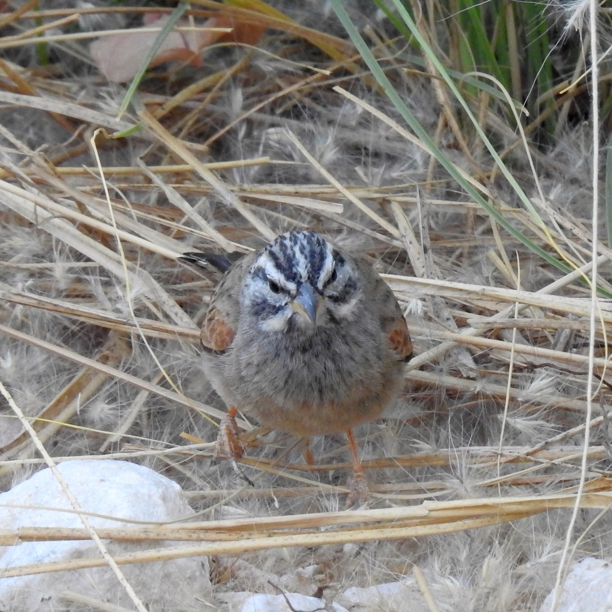 Striolated Bunting - ML634718298