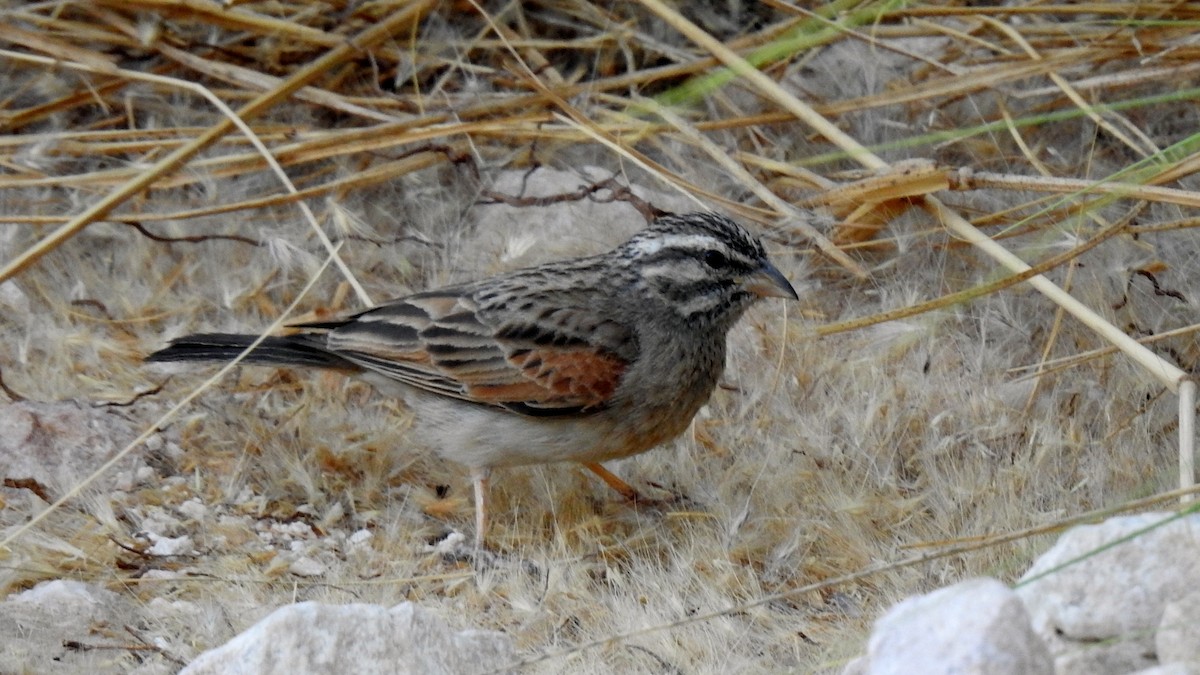 Striolated Bunting - ML634718299