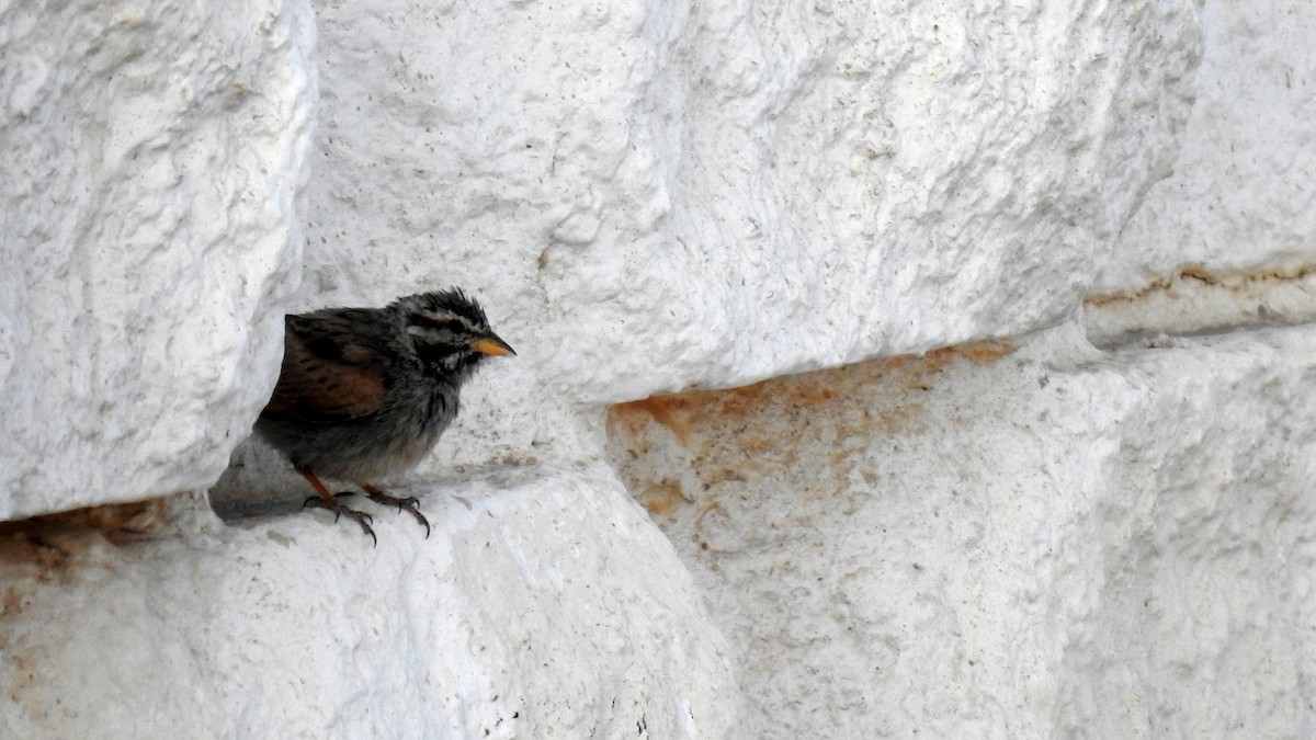 Striolated Bunting - ML634718300